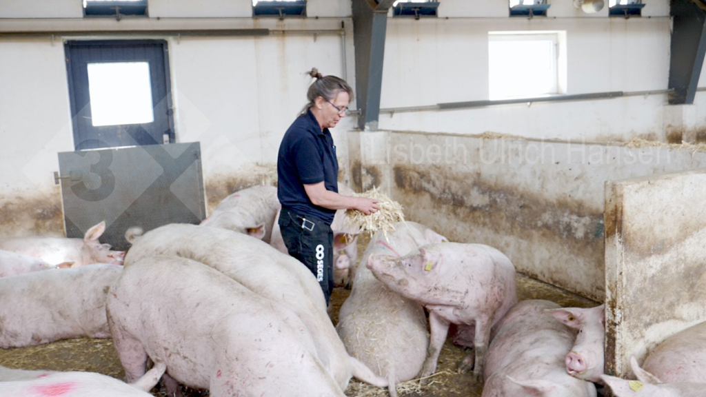 Foto 2: Inspecci&oacute;n diaria de las cerdas - b&uacute;squeda de cerdas con cojera
