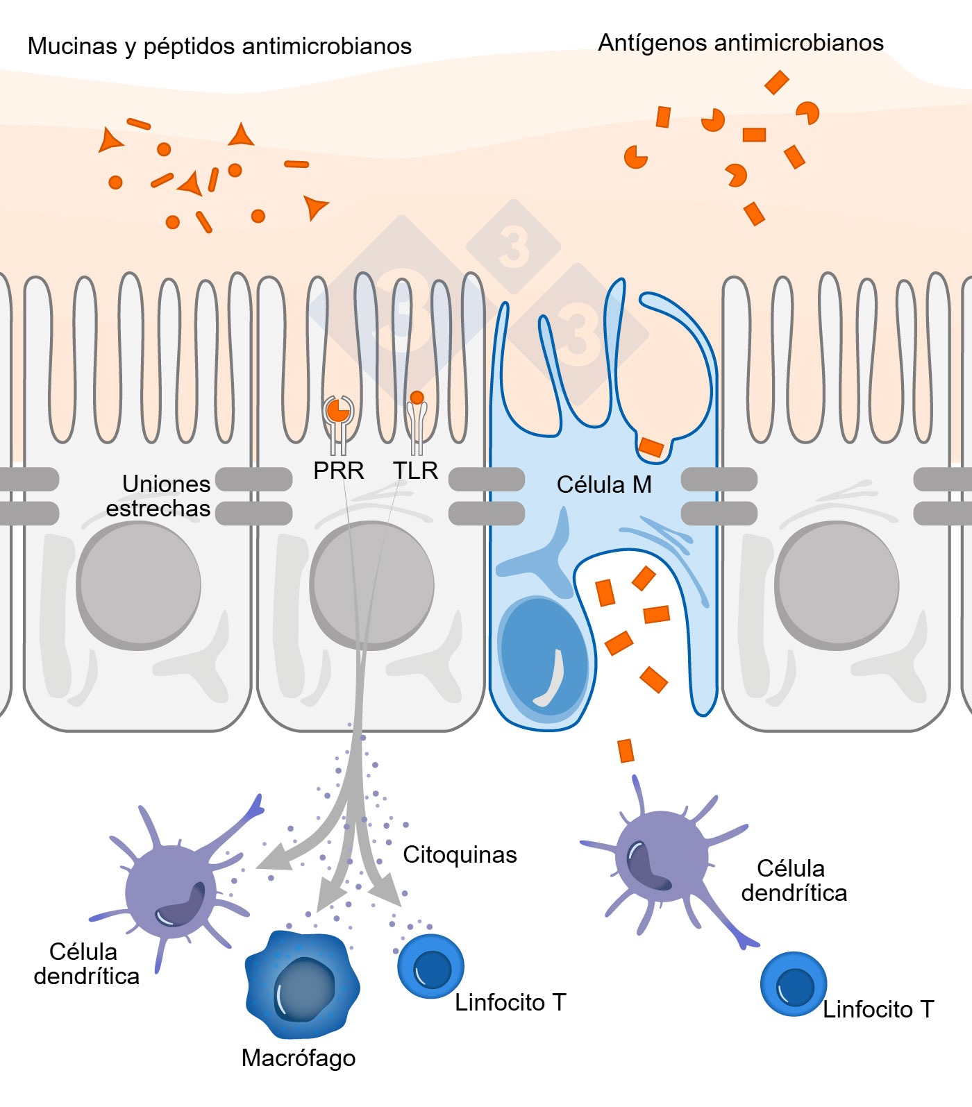 Figura 1. Diagrama esquem&aacute;tico que ilustra el mecanismo de acci&oacute;n de las c&eacute;lulas inmunitarias intestinales en respuesta a amenazas externas.
