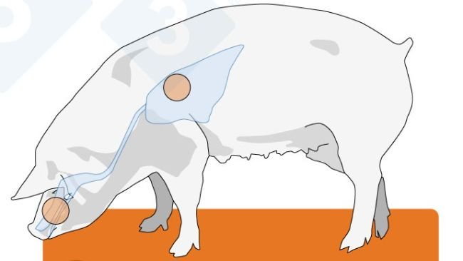 Figura 2. Distribución de receptores para virus de la gripe en humanos, aves y cerdos. Existen dos configuraciones principales de estos receptores: la α-2,3, exclusiva en las aves, y la α-2,6, predominante en humanos. El cerdo posee ambas configuraciones a lo largo de todo su tracto respiratorio y, por tanto, puede infectarse más fácilmente tanto por virus aviares como por virus humanos.