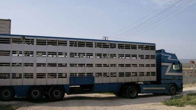 camiones transporte animales