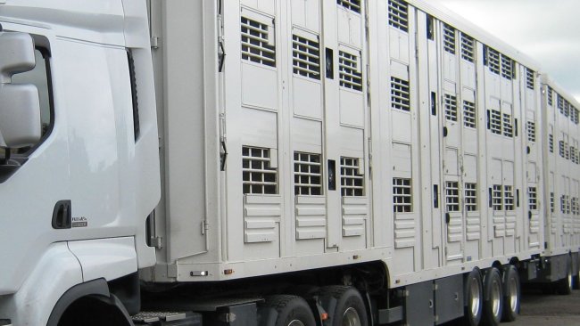 transporte de animales