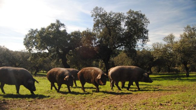 cerdo ibérico