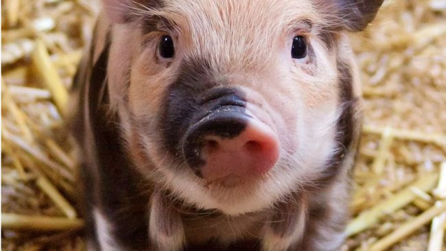 pig welfare