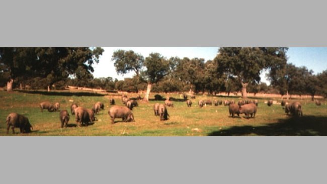 Granja de producción con cerdas de Raza Ibérica