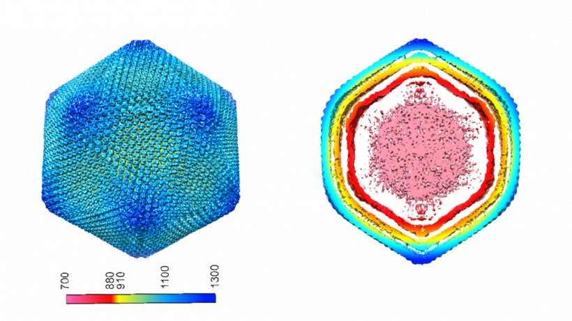 A la izquierda, la representaci&oacute;n de la c&aacute;pside m&aacute;s externa del virus de la peste porcina africana y a la derecha el virus cortado por delante y por detr&aacute;s mostrando las capas internas coloreadas por la distancia radial (c&aacute;pside externa, en azul; membrana interna icosa&eacute;drica, en amarillo; c&aacute;pside interna, en rojo; nucle&oacute;ide con genoma, en rosa; no se representa la membrana pleom&oacute;rfica externa). La escala de colores con los n&uacute;meros indica los radios y est&aacute; en Angstroms.
