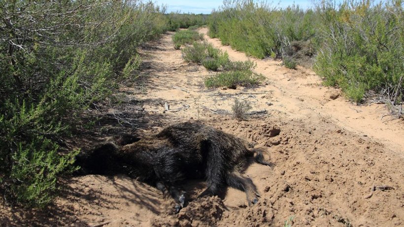 La detección de cadáveres de jabalí es fundamental