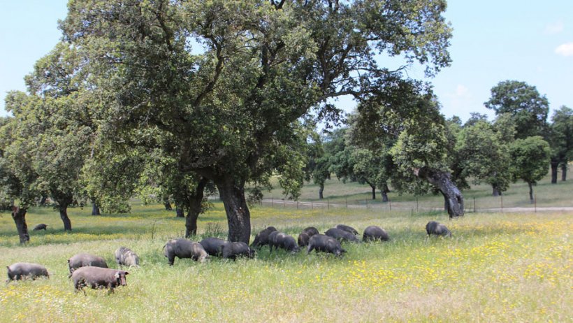 Andaluc&iacute;a cuenta con algo m&aacute;s de un mill&oacute;n de hect&aacute;reas de dehesa, lo que supone aproximadamente el 17% del territorio regional.
