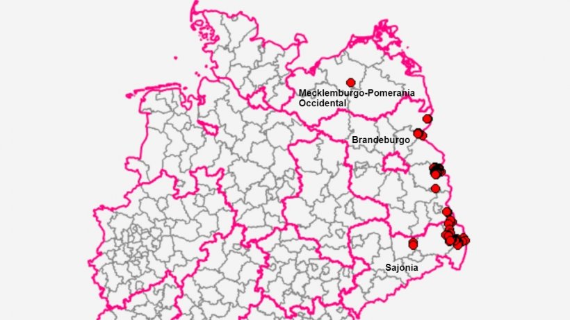 Estados de Alemania con casos de peste porcina africana. Fuente: FLI.
