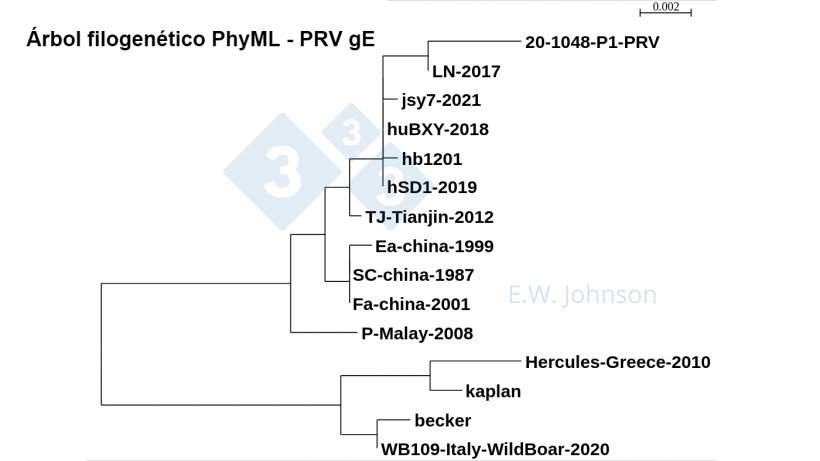 Imagen 5. &Aacute;rbol filogen&eacute;tico PhyML - PRV gE que muestra cepas de tipo1 (similar a kaplan/becker), cepas &quot;cl&aacute;sicas&quot; de tipo&nbsp;2&nbsp;(similar a Fa/SC/Ea) y cepas de tipo 2 de mayor&nbsp;virulencia&nbsp;(similar a TJ/hb1201). Casos recientes de PRV, este&nbsp;caso&nbsp;[20-1048]&nbsp;y la encefalitis&nbsp;humana PRV hSD1-2019 se agrupan con&nbsp;TJ/hb1201.
