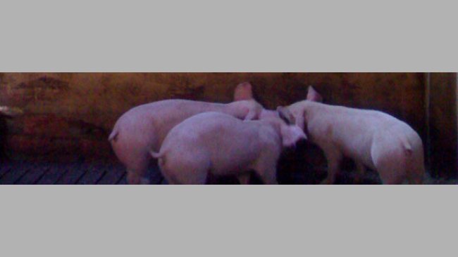 Mejorar las condiciones ambientales del cebo