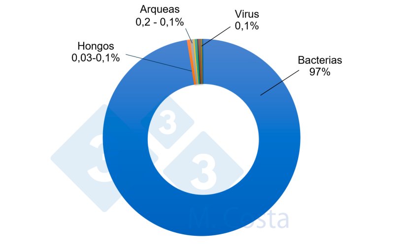 Figura 1 - Proporci&oacute;n relativa estimada de los diferentes microorganismos en el microbioma del intestino porcino. Aunque las bacterias representan la gran mayor&iacute;a de los microbios del intestino porcino, otros microorganismos desempe&ntilde;an un papel importante en la compleja red que constituye la interacci&oacute;n entre el intestino y la microbiota.
