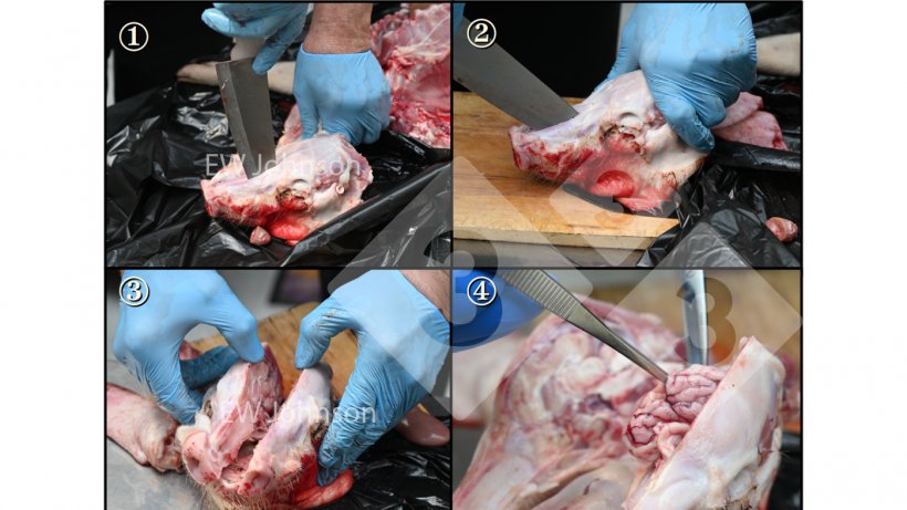 Figura 2: Para evitar la contaminaci&oacute;n cruzada al tomar muestras del cerebro, sigue un orden estricto durante la necropsia y usa un cuchillo resistente esterilizado con llama (y enfriado) para abrir el cr&aacute;neo y pinzas/tijeras flameadas y enfriadas para extraer el cerebro.
