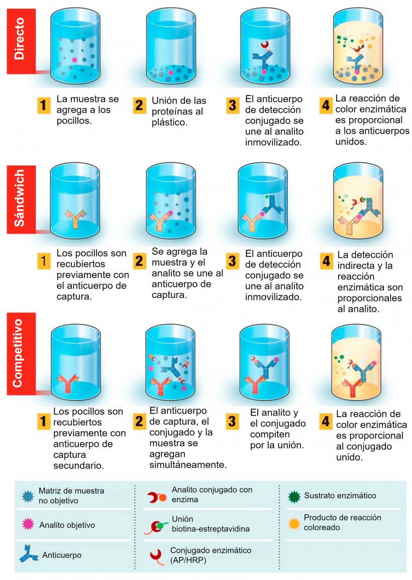 Figura 1. Descripci&oacute;n general de la prueba de diagn&oacute;stico basada en el ensayo por inmunoabsorci&oacute;n ligado a enzimas (ELISA). ELISA se puede presentar en diferentes formatos en funci&oacute;n de las diferencias en la inmovilizaci&oacute;n de los ant&iacute;genos y el marcado de los anticuerpos. En el ELISA directo, los ant&iacute;genos del virus unidos a una fase s&oacute;lida pl&aacute;stica se detectan mediante la adici&oacute;n de un anticuerpo conjugado. En el ELISA s&aacute;ndwich, el anticuerpo de captura se une a la fase s&oacute;lida pl&aacute;stica. Los ant&iacute;genos de la muestra se unir&aacute;n al anticuerpo de captura y luego ser&aacute;n detectados por un segundo anticuerpo marcado con enzima. En el ELISA competitivo, el ant&iacute;geno del virus de la muestra se preincuba con el anticuerpo primario y luego se agrega a un pocillo cubierto con un anticuerpo secundario junto con un ant&iacute;geno conjugado con enzima que compite con el ant&iacute;geno de la muestra para unirse al anticuerpo primario. Cuanto m&aacute;s ant&iacute;geno viral haya en la muestra, menos ant&iacute;geno conjugado se unir&aacute; y menor ser&aacute; la se&ntilde;al. Fuente: Adaptado de Ghaffari et al. 2020.
