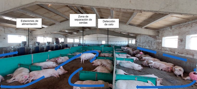 Foto 1. Delimitación de zonas y movimientos en los corrales
