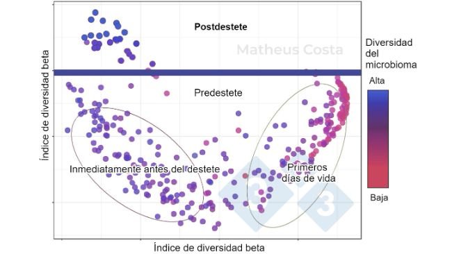 Figura 1. Diagrama de dispersión que muestra las asociaciones entre la composición del microbioma de los cerdos durante los primeros días de vida (0-7 días), inmediatamente antes del destete (21 días) y después del destete (100 días). El mayor cambio se observa entre las muestras predestete y postdestete. La diversidad alfa alcanza su máximo después del destete (mostrada como "diversidad del microbioma").