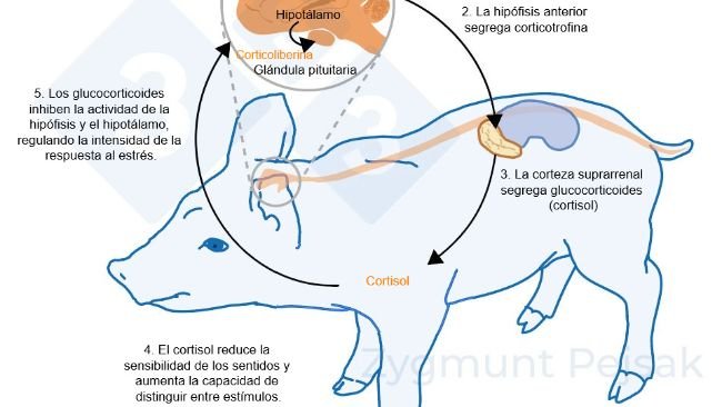 Figura 2. Minutos u horas después de que se produzca el estrés, se activa el eje hipotalámico-hipofisario-suprarrenal (HPA). La hipófisis segrega corticotrofina que, al llegar a la corteza suprarrenal, provoca la secreción de glucocorticoides, entre ellos el cortisol. Los glucocorticoides inhiben la actividad de la hipófisis y el hipotálamo, gracias a lo cual regulan la intensidad de la respuesta al estrés. El cortisol se ha utilizado ampliamente como marcador de estrés en cerdos, también como prueba no invasiva a partir de la saliva.