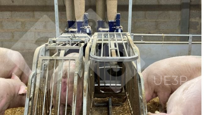 Foto 1. Comederos automáticos en una sala de gestación en UE3P, capaces de mezclar dos dietas y distribuir cada día una ración diferente para cada cerda gestante.