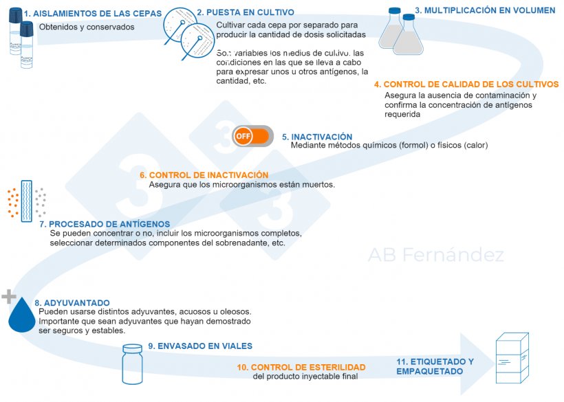 Figura 1. Esquema de fabricaci&oacute;n de una autovacuna
