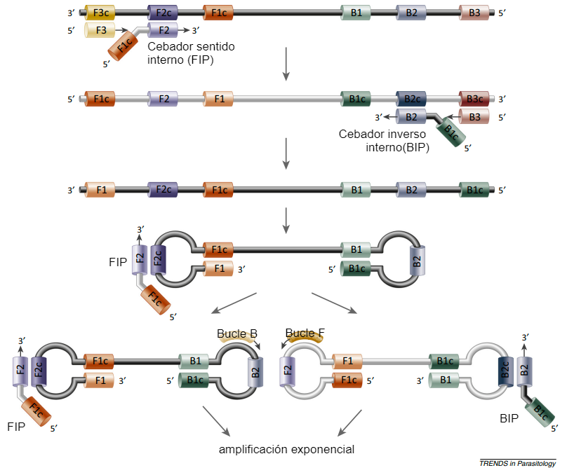 Figura 2. Formaci&oacute;n de bucles de ADN en la reacci&oacute;n de la polimerasa en el m&eacute;todo LAMP. Fuente: Alhassan et al. 2015.
