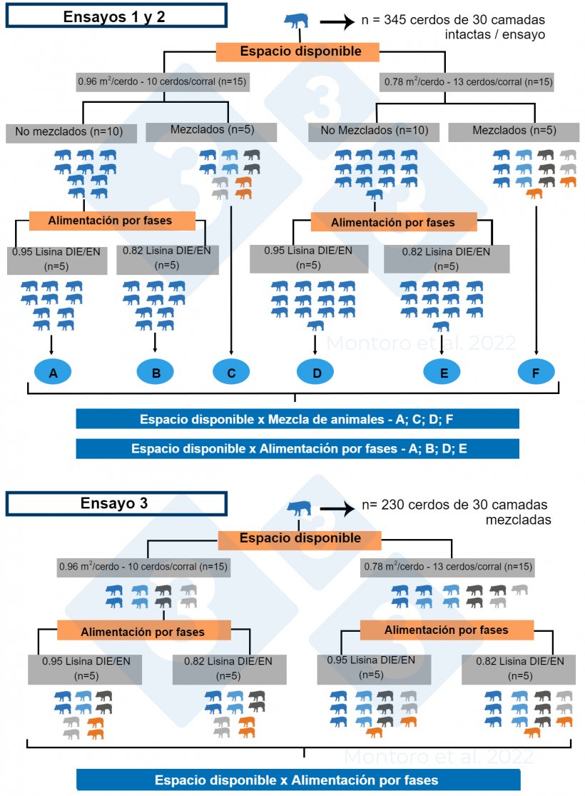 Figura 2.&nbsp;Ilustraci&oacute;n esquem&aacute;tica del dise&ntilde;o experimental en los ensayos 1, 2 y 3. En los ensayos 1 y 2, el dise&ntilde;o experimental fue un arreglo factorial de dos 2 &times; 2 con&nbsp;espacio disponible x&nbsp;mezcla de animales y&nbsp;espacio disponible x&nbsp;alimentaci&oacute;n por fases como tratamientos, respectivamente. En el ensayo 3, el dise&ntilde;o experimental fue un arreglo factorial 2 &times; 2 con espacio disponible x alimentaci&oacute;n por fases como tratamiento&nbsp;y se aplic&oacute; la mezcla de animales a todos los corrales. Fuente: Montoro et al. 2022.
