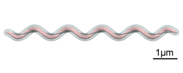 Figura 2. Gr&aacute;fico que muestra la forma espiroqueta de Brachyspira spp. Fuente: Y_tambe. https://creativecommons.org/licenses/by-sa/3.0/deed.en
