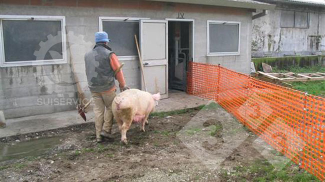 Un solo trabajador puede mover f&aacute;cilmente a las cerdas, ya que solo debe vigilar un lado del camino.
