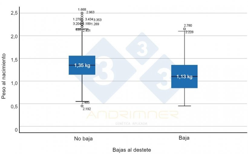 Gr&aacute;fico 4. Peso medio al nacimiento de los supervivientes (&ldquo;no bajas&rdquo;) y peso medio al nacimiento de las bajas. Diferencias altamente significativas entre ambos grupos ( F=155,713; p&lt;0,001) Fuente: Javier Lorente. Granja comercial, 3483 lechones pesados individualmente 2021.
