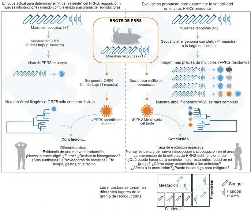 Figura&nbsp;1. Ilustraci&oacute;n de&nbsp;un ejemplo del&nbsp;enfoque actual habitual para&nbsp;determinar la variante de&nbsp;vPRRS dentro de una granja&nbsp;(panel de la izquierda) y nuestra propuesta de evaluaci&oacute;n&nbsp;&nbsp;para&nbsp;determinar&nbsp;la variabilidad de los vPRRS&nbsp;residentes (panel de la derecha).
