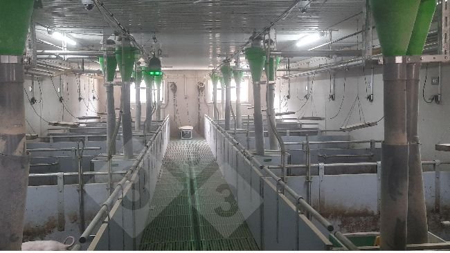 Dispositivo de seguimiento de cerdos sin raboteo.