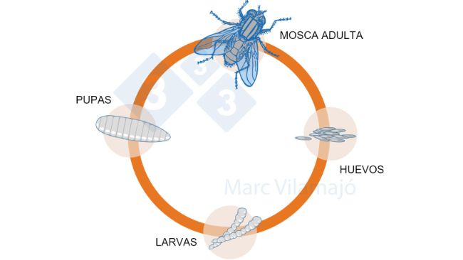 Figura 1. Ciclo biologico delle mosche.
