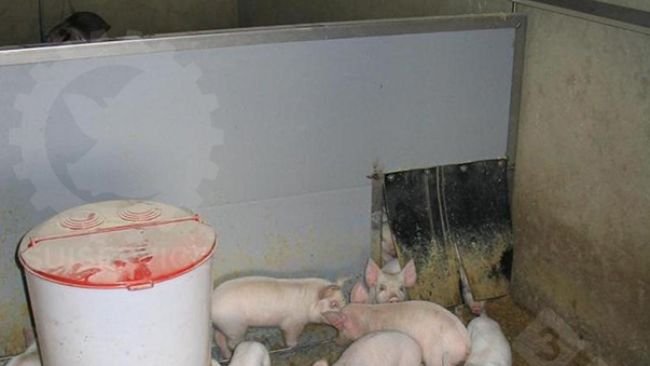 Fuera del nido, pero todavía en la zona interior del corral, un comedero circular con pienso seco y bebederos de agua potable.