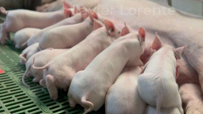  Una sola edad en maternidad puede ayudar mejorar la sanidad en la misma.