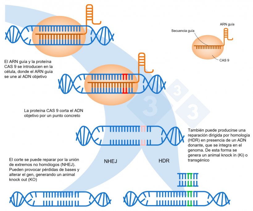 Figura 1. Edición genética mediante el sistema CRISPR-Cas9. Un ARN guía (sgRNA) reconoce una región genómica específica, que dirige a la endonucleasa de ADN Cas9. Esta enzima produce una rotura en las dos cadenas del ADN en el lugar preciso. Adaptado de: https://es.moleculardevices.com/applications/gene-editing-with-crispr-engineering