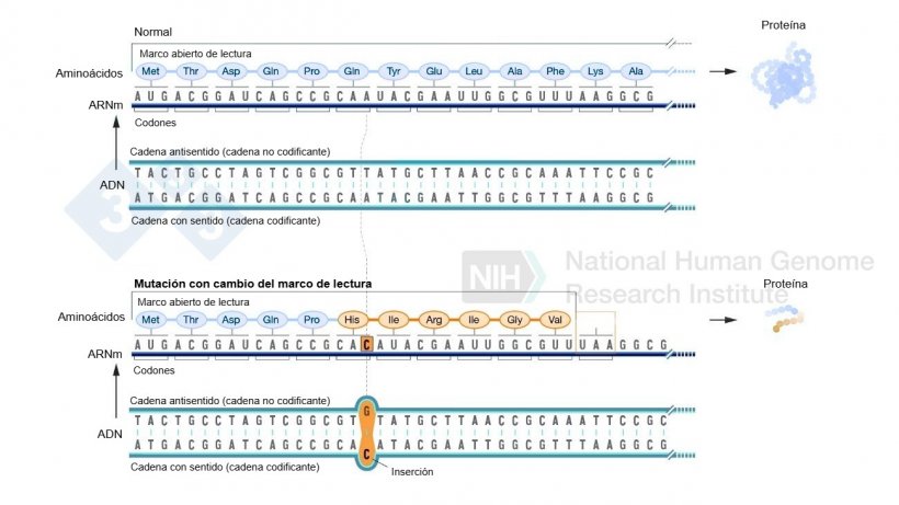 Figura 2. Ejemplo de la inserción de un nucleótido que supone un cambio en el marco de lectura y resulta en que se formen aminoácidos diferentes a los normales y finalmente un codón de parada que detiene la formación de más aminoácidos para esa proteína. Fuente: https://www.genome.gov/es/genetics-glossary/Mutacion-con-cambio-del-marco-de-lectura