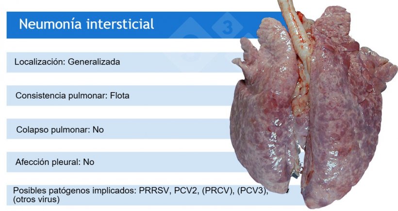 PRRSV:&nbsp;virus del s&iacute;ndrome respiratorio y reproductivo porcino; PCV2:&nbsp;circovirus porcino 2; PRCV:&nbsp;coronavirus respiratorio porcino;&nbsp;PCV3:&nbsp;circovirus porcino 3.
PRCV, PCV3 y otros virus, como los adenovirus, el virus de la enfermedad de Aujeszky y otros, suelen causar neumon&iacute;as intersticiales leves.
