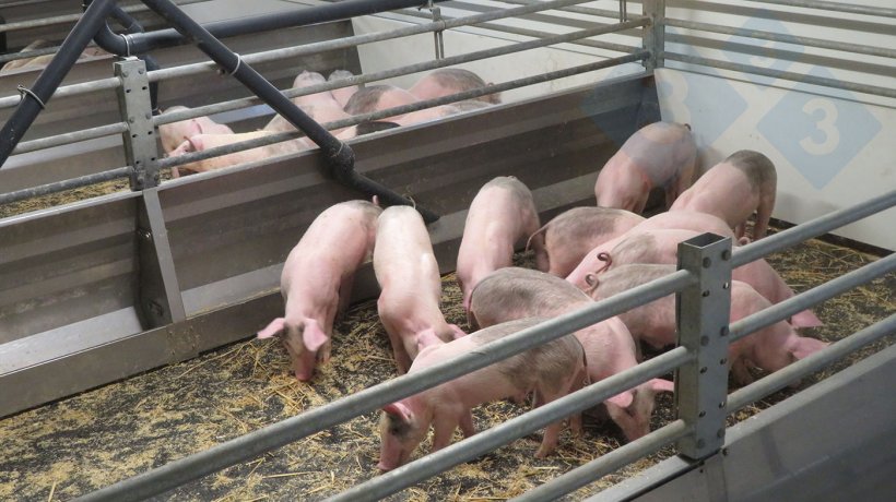 Corral con cerdos de engorde sobre suelo m&oacute;vil.
