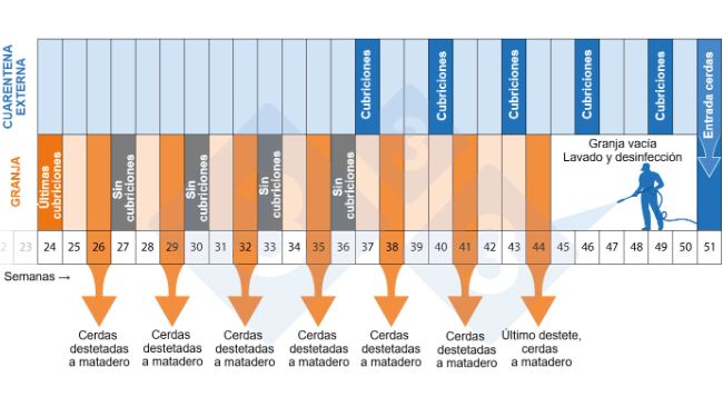 Figura 2. Cronograma del programa de despoblaci&oacute;n-repoblaci&oacute;n.
