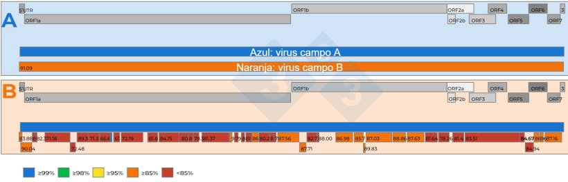 Figura&nbsp;2: A) Representaci&oacute;n esquem&aacute;tica de una comparaci&oacute;n de dos secuencias gen&oacute;micas completas del vPRRS&nbsp;recuperadas de muestras de suero agrupadas&nbsp;15:1 con&nbsp;Ct de&nbsp;18,4. Se estableci&oacute; un virus de referencia (color azul). El nivel de similitud de nucle&oacute;tidos entre los virus&nbsp;est&aacute; representado por n&uacute;meros en los recuadros rojos. B) Representaci&oacute;n esquem&aacute;tica de una comparaci&oacute;n de dos secuencias gen&oacute;micas del vPRRS&nbsp;recuperadas de muestras de suero agrupadas 5:1 con&nbsp;Ct de 19,5. Se estableci&oacute; un virus como cepa de referencia (color azul).&nbsp;El nivel de similitud de nucle&oacute;tidos entre los fragmentos del genoma recuperados&nbsp;del segundo virus est&aacute; codificado por colores y tambi&eacute;n representado por n&uacute;meros en los recuadros rojos. Los genes del genoma del vPRRS est&aacute;n representados en la parte superior de ambos paneles A y B. Los ORF individuales presentes en una secuencia del genoma completo del vPRRS&nbsp;est&aacute;n representados en la parte superior de ambos paneles A y B.
