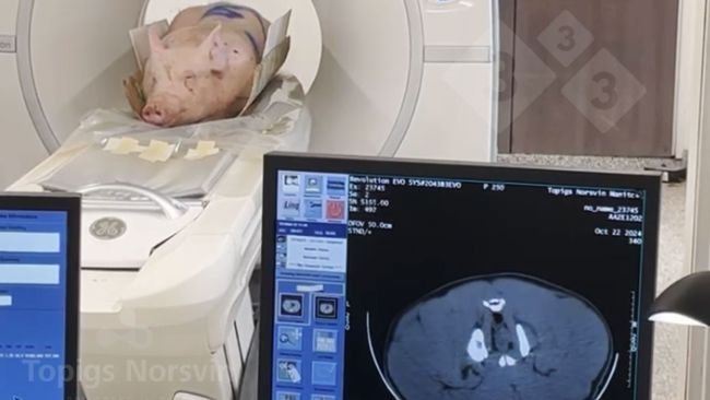 Figura 4. Los verracos son posicionados en cubito prono sobre el tomógrafo. El proceso completo dura menos de 10 min.