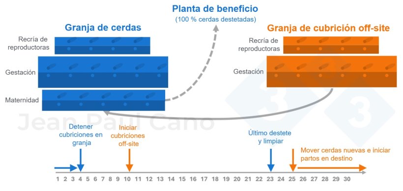 Figura 2. Diagrama de l&iacute;nea de tiempo y flujo de animales durante la despoblaci&oacute;n-repoblaci&oacute;n.