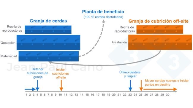 Figura 2. Diagrama de línea de tiempo y flujo de animales durante la despoblación-repoblación.