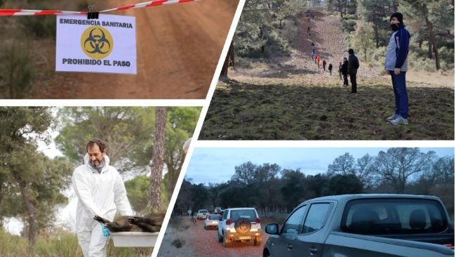 Figura 3: Simulacros de PPA en jabalíes.