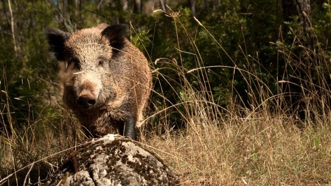 jabalí PPA peste porcina africana