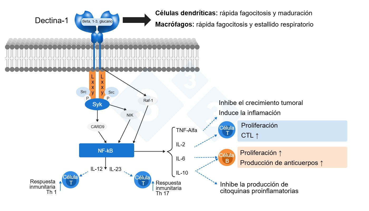 <p>Figura 2: Modo de acci&oacute;n de los betaglucanos.&nbsp;Adaptado por&nbsp;S. Casir&oacute; de Jin et al., 2018</p>
