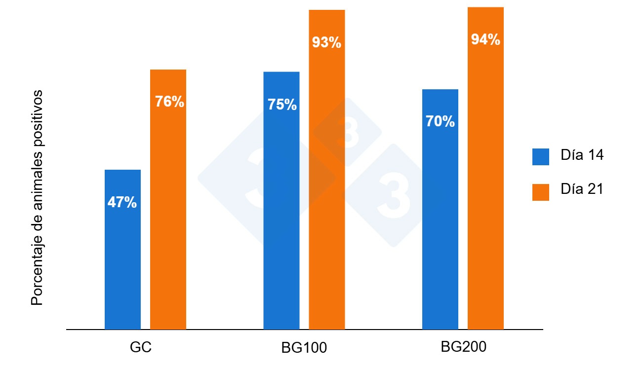 Porcentaje de lechones positivos para anticuerpos contra PRRS a los 14 y 21 días después de la vacunación