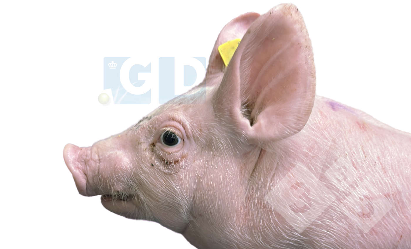 Foto 1. Lech&oacute;n afectado de 4 semanas de edad que muestra protrusi&oacute;n ocular y estrabismo, inflamaci&oacute;n&nbsp;en el cuello y acortamiento de la mand&iacute;bula inferior. La piel del t&oacute;rax presenta ara&ntilde;azos.
