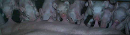 2010818_cetosis