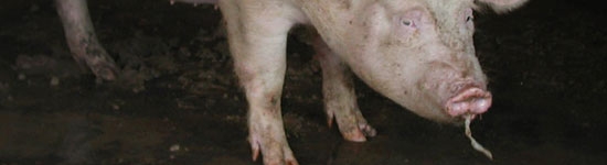 20101110_PRDC_agudo