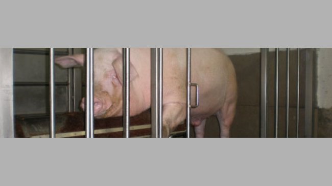 Verraco Landrace en centro de inseminación