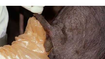 Toma de muestra fecal